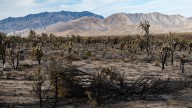 Recent Wildfire In California National Park Ignites Concerns In Visitor Communication As Government Shutdown Continues