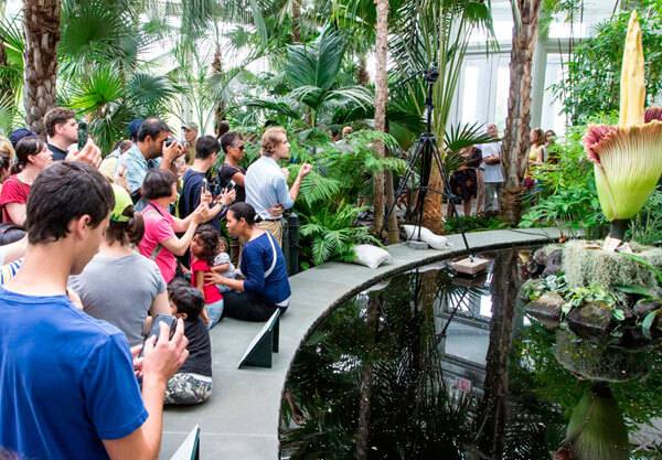 Corpse flower’s frightful bloom returns to NYBG just in time for halloween