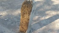 Retiran un enjambre de abejas y piden evitar acercarse a la zona