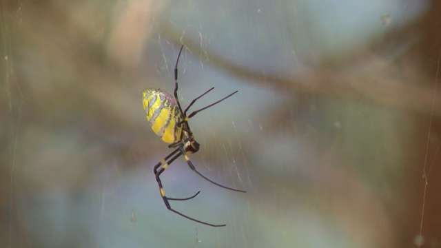Joro spiders invade the Upstate, impacting native species