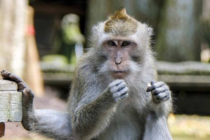 Married Dad, 39, Who Bought Videos of Men Mutilating and Sexually Abusing Monkeys Learns Fate