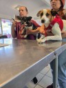 Esteriliza DABA más de 5 mil mascotas en lo que va del año en Ciudad Juárez