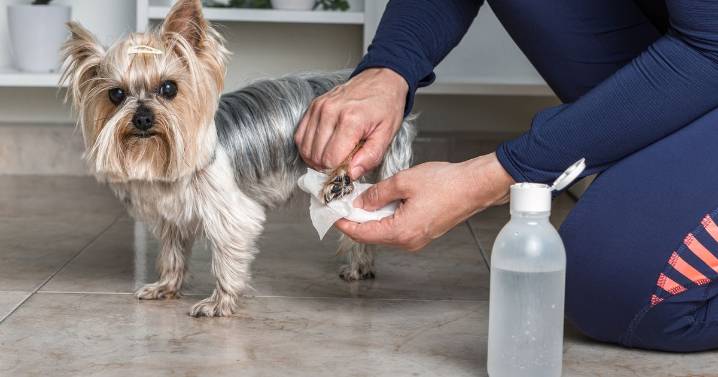 Cleaning your dog's paws after every walk is more important than you might think