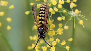 Dakota Gardener: Not all yellow-striped insects are created equal