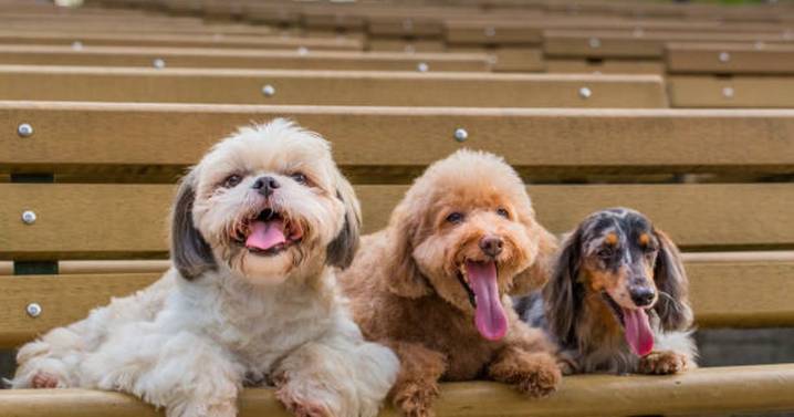 One expensive dog breed is named as the type with the most pampering paw
