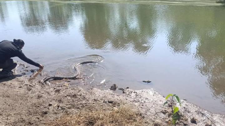 Maharashtra: 13-foot python rescued from farm in Maval's Kalhat