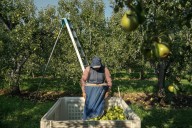 Takeaways from AP’s report on the growing dangers of heat on pregnant agriculture workers