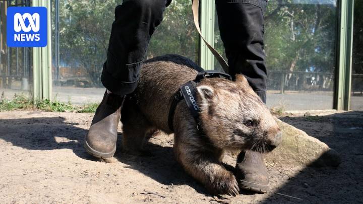 Blind baby wombat Gundy adapts to new home at wildlife sanctuary