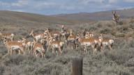 Wyoming Pronghorn Bucks Battle For Harems As Rut Brings Wild Mating Rituals
