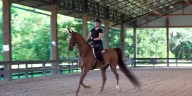 Horse Capital TV highlights the American Saddlebred