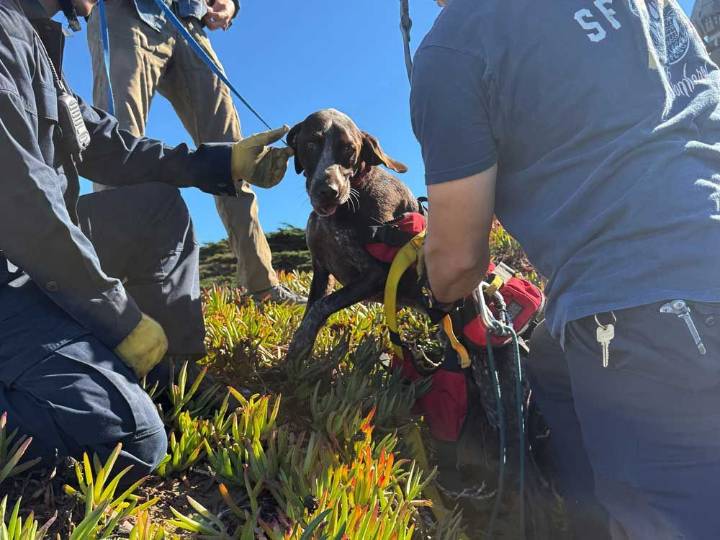 Dog kisses rescuers after being plucked from side of cliff
