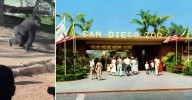 Video: Massive Gorilla Breaks Glass Wall of San Diego Zoo Enclosure