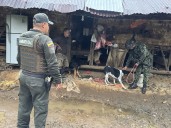 Galería de fotos. Operativo en Sonsón: decomisan 20 perros sin control y capturan a un hombre con arsenal y material de intendencia