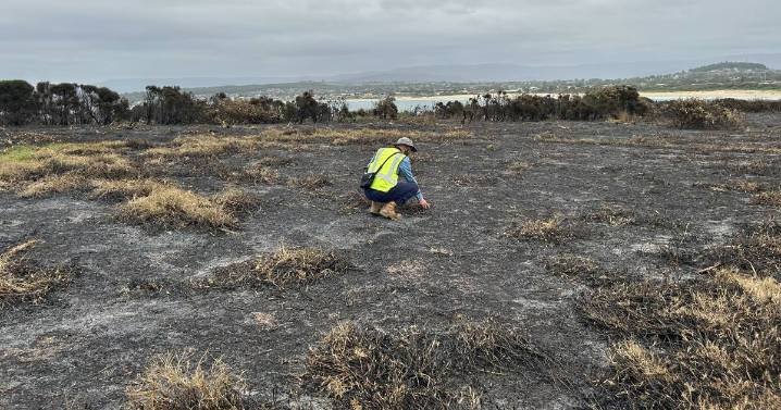 Windang Island fire: ecological and cultural impacts assessed