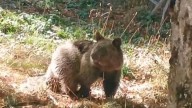 Liberan a la osezna Alba en la Cordillera Cantábrica tras una aclimatación de seis meses en dos centros de recuperación