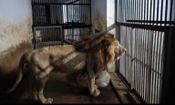 Sheroo returns: 'Missing' lion comes back to Vandalur Zoo