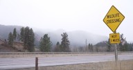 Open house to be held for Sixmile Creek wildlife crossing study