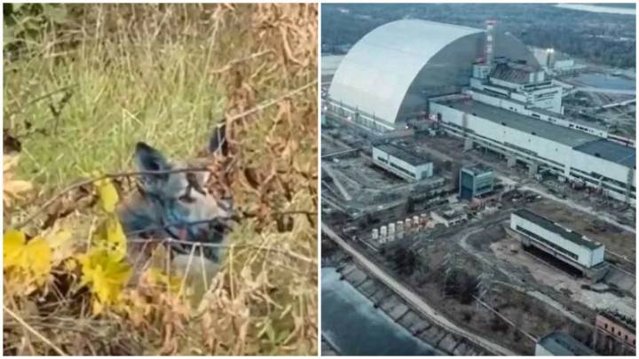 ¿Perros con pelaje azul? El sorprendente descubrimiento que hicieron cerca de la planta nuclear de Chernobyl