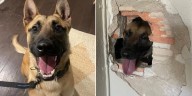 CSPD K9 stabbed multiple times while taking barricaded suspect into custody