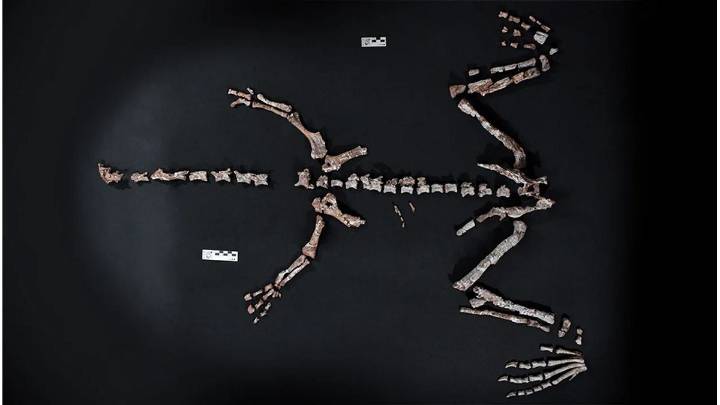 La Rioja: el Conicet halló restos fósiles de un dinosaurio
