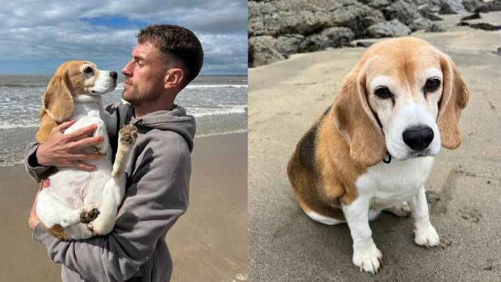 Ex-Arsenal Star Aaron Ramsey Offers ₹17 Lakh In Reward After His Beloved Dog Halo Goes Missing