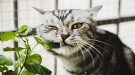 7 cat-friendly houseplants that won't cause toxic harm to your pets
