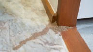 Stop Termites From Turning Your Home Into Their Retreat With One Common Solution