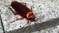 Mujer intentó matar a una cucaracha con un encendedor y provocó un incendio que le costó la vida a su vecina