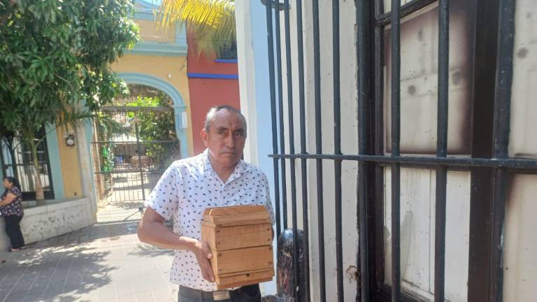 Rescatan enjambre de abejas sin aguijón en el Centro Histórico de Mazatlán