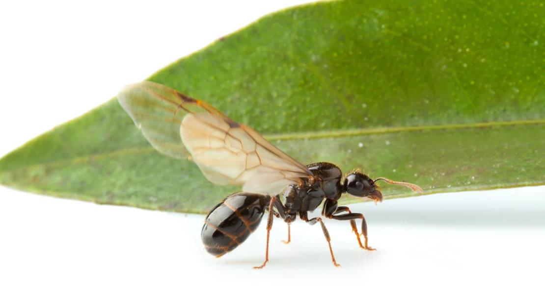 El otoño llega por fin a Extremadura inundando las calles de hormigas voladoras
