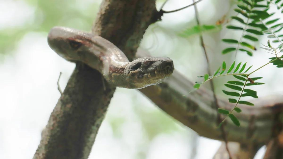CAR rescató y reubicó cuatro boas constrictoras en La Mesa y Anapoima en Cundinamarca