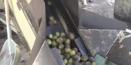 Hammons Black Walnuts extends its hulling stations