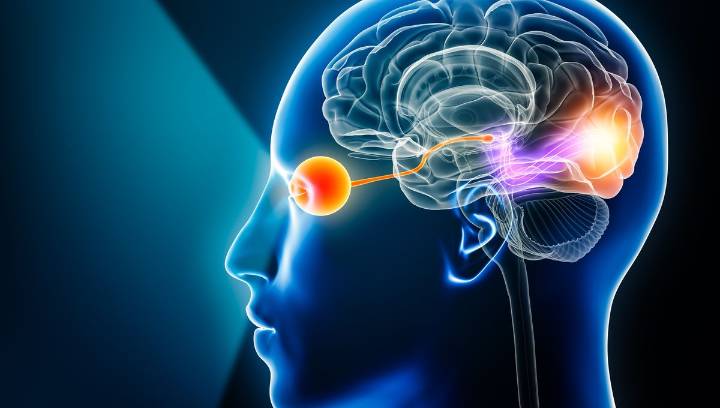 The "Mind’s Eye" Uses A Different Part Of The Brain To Focus Than Vision