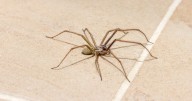 Easy hack to keep spiders in the garden and away from your home