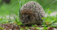 UK hedgehogs will visit your garden more in autumn if you do one thing