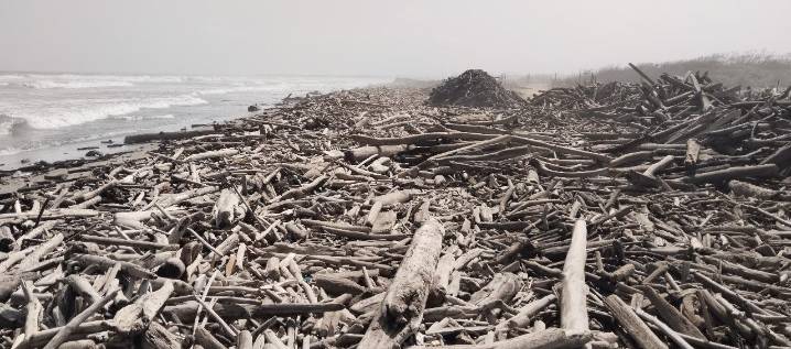 Estudio líder de Uniatlántico revela que madera flotante costera es un reservorio de "carbono azul"