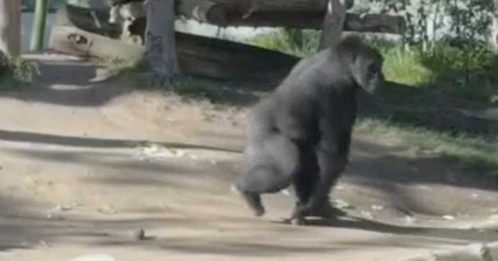 Gorilla at San Diego Zoo slams into protective glass, cracking it