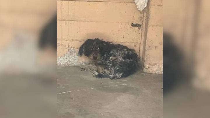 California Rescuer Finds Something Furry Hiding Under A Car And What She Discovers Is Heartbreaking