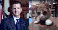 California Officially Bans Cat Declawing with Governor Newsom’s Signature