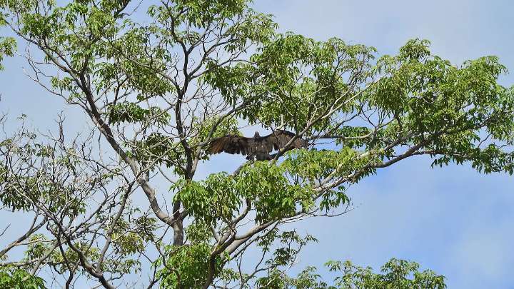 Abre campamento gratuito el PEI para observar aves endémicas y migratorias