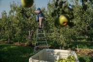 As heat gets more extreme, pregnant farmworkers are increasingly at risk