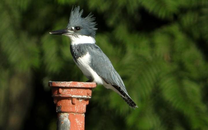 El espectáculo de las aves migratorias en Chapultepec