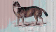 A Friendly “Wolf-Like Fox” Was The Falkland Islands’ Only Mammal Until Something Terrible Arrived In The 17th Century