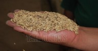 Abren convocatoria para adquirir semilla certificada de arroz en Nayarit