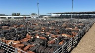 Vacunos. Comienzo de semana con altibajos en el Mercado Agroganadero de Cañuelas