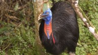 El mensaje del inframundo del casuario, el pajarraco que mete el miedo en el cuerpo hasta a los monstruos con su estruendo