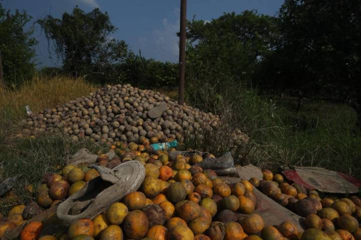 Inundaciones, demoledoras para el cultivo de naranja en Veracruz