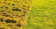 Grass will be free of moss and grow greener if fed one simple item this month