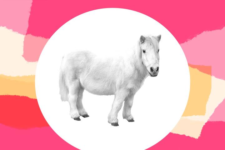 Marriage advice: My husband bought our girls a pony without asking me. And guess who is taking care of the pony.
