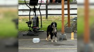 Idaho Shelter Staff Discover Tied-Up Dog And Learn The Painful Truth Behind His Abandonment